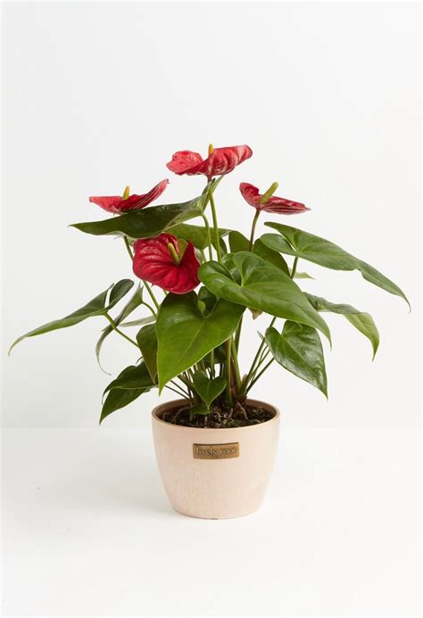 A Potted Plant With Red Flowers And Green Leaves