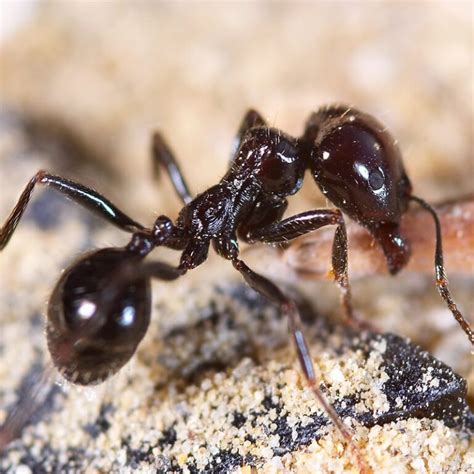 Identifying And Eliminating Ants In Southwest Florida Pinnacle Pest