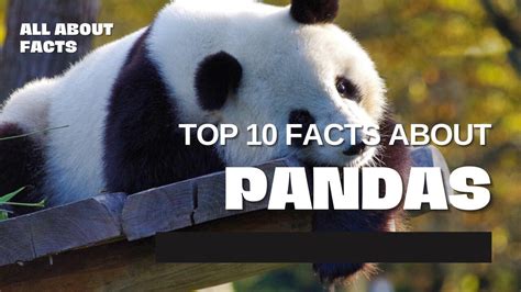 Top 10 Facts About Pandas One News Page Video