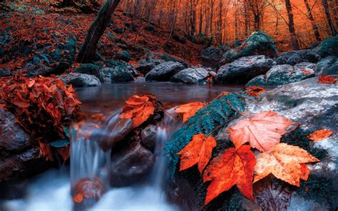 Download Wallpapers Creek Autumn Forest Red Leaves Stones For