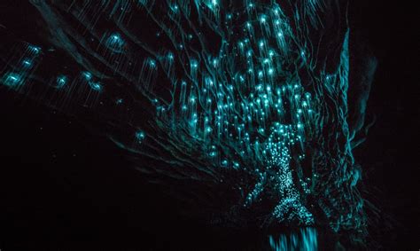 Magical New Zealand Cave Is Illuminated By Luminescent Glowworms