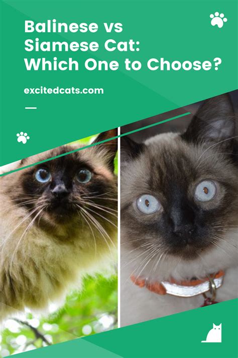 Balinese Vs Siamese Cat Which One To Choose Siamese Cats Excited