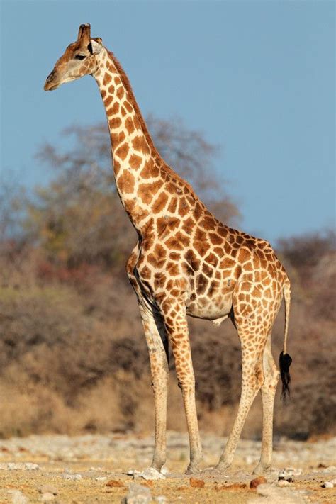 Groovy Giraffes Distinct Bone Structures Keep These Animals Upright