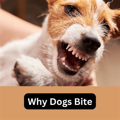 Understanding The Reasons Why Dogs Bite Dog Friendly Scene