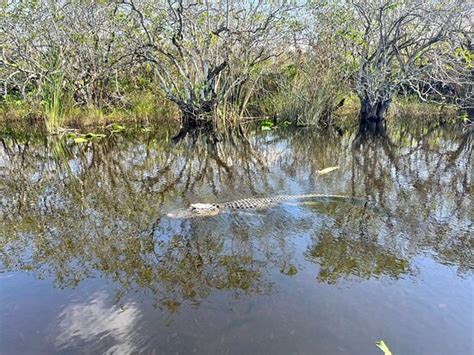 Everglades River Of Grass Adventures Ochopee Lohnt Es Sich