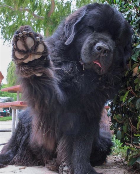 Chingum — Discover Curiosities Giant Newfoundland Dogs And Their Young