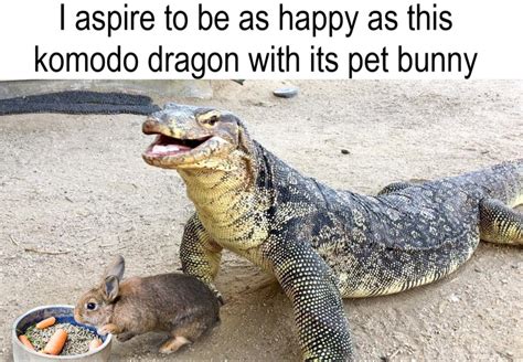 Happy Dragon Meme By Pabloshishirey Memedroid
