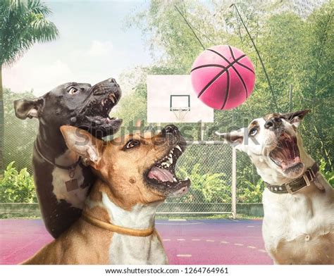 Three Dogs Playing Basketball Staffordshire Terriers Stock Photo