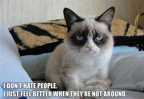 10 New Grumpy Cat Memes