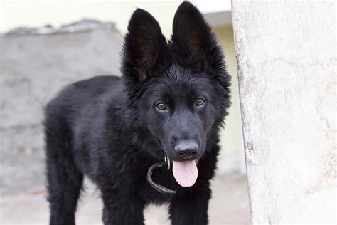 Black Belgian Shepherd Puppy · Free Stock Photo