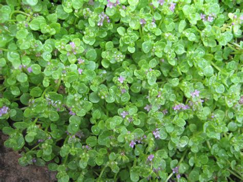 In The Garden With Claire Corsican Mint Mentha Requienii Jewel Mint Of