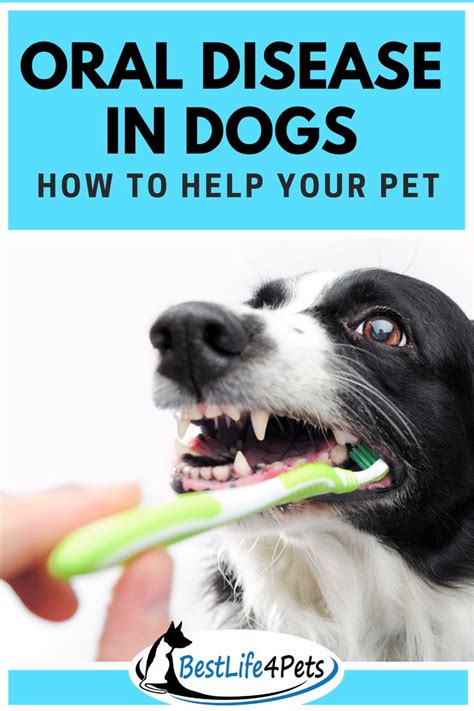 Causes Symptoms And Treatments Of Gum Disease In Dogs Gum Disease