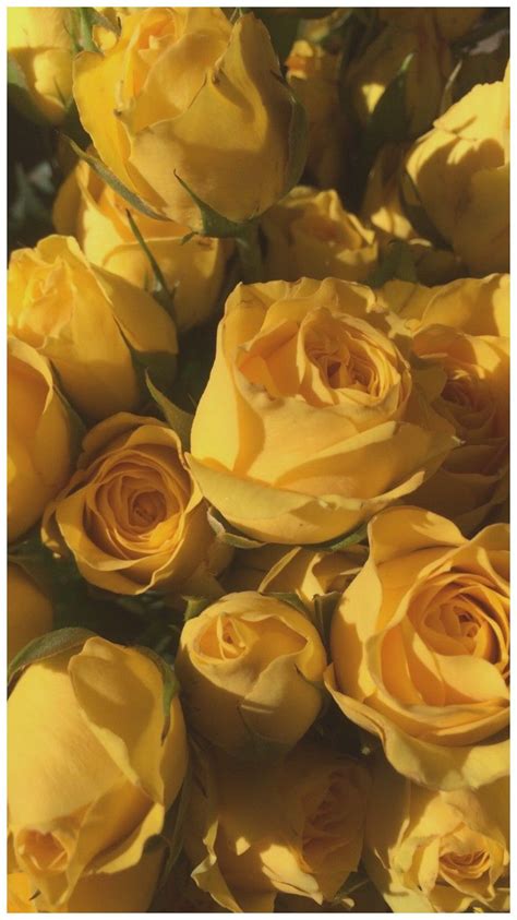 Yellow Rose Aesthetic Wallpapers Top Free Yellow Rose Aesthetic