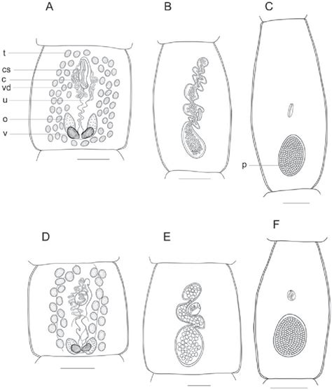 Diagnostic Line Drawings Of The Proglottide Morphology Of Mesocestoides