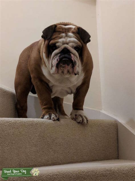 English Bulldog Stud Stud Dog Cambridgeshire Breed Your Dog