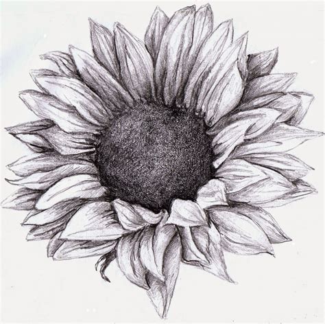 Sketch Sunflower Flower Drawing Download Hand Drawn Sketch Sunflower