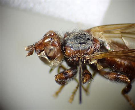 Myopa Testacea Male Head Thorax Wimpstone Warwickshir Flickr