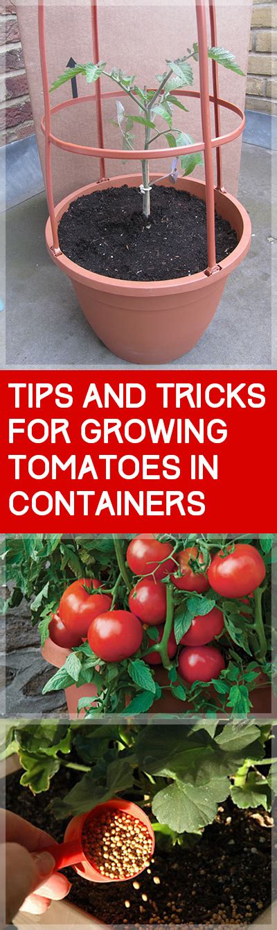 How To Grow Tomatoes In Containers ~ Bless My Weeds