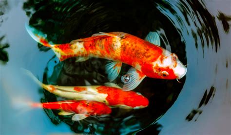 Koi Fish And Gold Fish For Backyard Ponds In Tampa And Pinellas