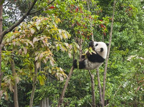 Thanks To An Increase In Available Habitat Giant Panda Taken Off The