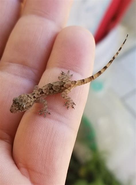 Baby House Geckos Are So Adorable Geckos