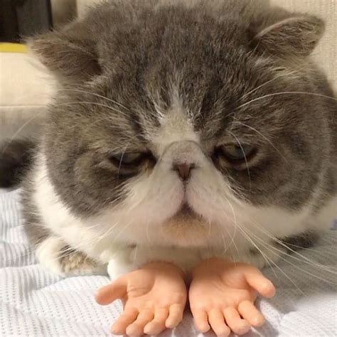 This Cat With Prosthetic Human Hands Is Going Viral Bored Panda