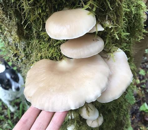For The Novice Forager 5 Edible Mushrooms In Season Now Vancouver
