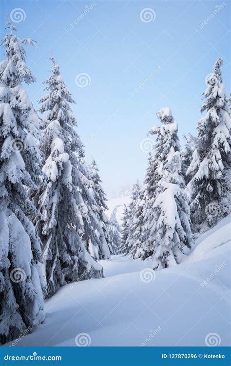 Spruce Forest In The Snow Stock Photo Image Of Weather 127870296