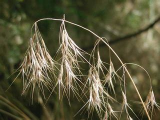 http://culturevie.info/tag-bromus-tectorum.html