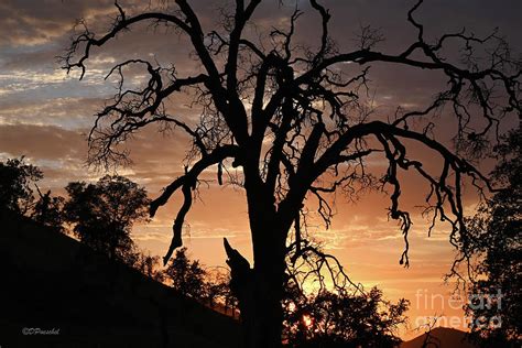 Eerie And Spooky Sunset Photograph By Debby Pueschel Fine Art America