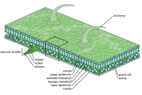 Leaf Structure Medium Scale Leaf Structure Plant Tissue Plant