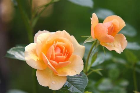 A Nyár Virága A Rózsa Rolunk