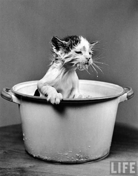 Just So Everyone Knows He Was Ok Nina Leen Cats Crazy Cats