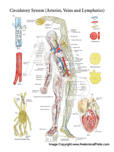 Circulatory System Arteries Veins And Lymphatics Poster Clinical