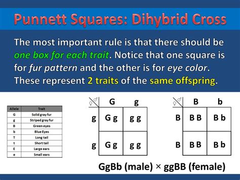 Reginald crundall punnett, a mathematician, came up with these in 1905, long after mendel's experiments. Dihybrid Punnett Square - The Cockatiel Cabin S Cockatiel ...
