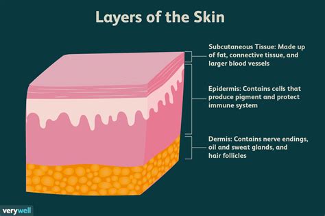 Skin Anatomy The Layers Of Skin And Their Functions