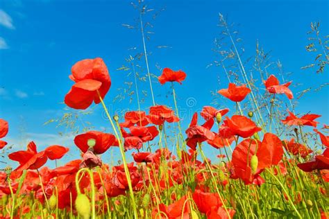 Field Of Poppies In Summer Countryside Stock Image Image Of