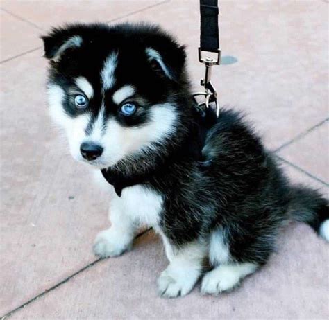 Best 25 Baby Huskies Ideas On Pinterest Cute Husky Puppies Cute