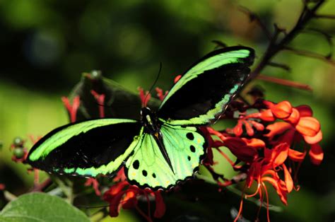 World Images Gallery Butterfly