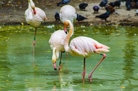 Pink Flamingo Bird In An Artificial Reservoir Of The Zoo Stock Photo