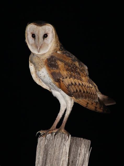 Eastern Grass Owl Alchetron The Free Social Encyclopedia