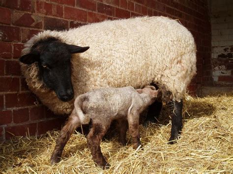 Domestic Sheep Reproduction Alchetron The Free Social Encyclopedia