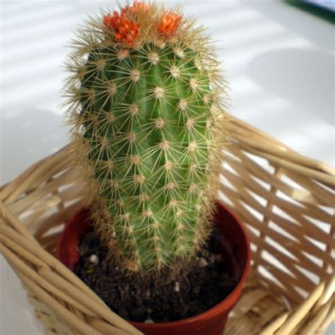 Here you may to know how to take care of a cactus. Green house plants - flowering, easy care potted plants ...