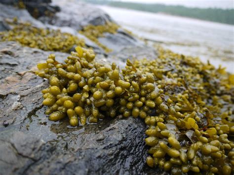 Have You Ever Eaten Bladderwrack Seaweed Also Known As Fucus