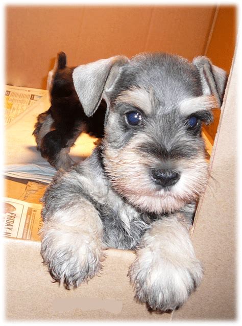 I enjoy breeding miniature schnauzers and i want that joy to reflect in my breeding program and my communications with the new families! Miniature Schnauzer Puppies For Sale Near Me Craigslist