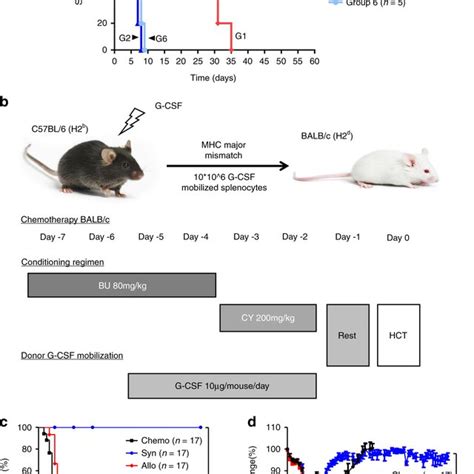 Gvhd Pathophysiology At Day 7 A And Day 14 B After Hct Mice In