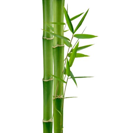 Bamboo Transparent File Png Play