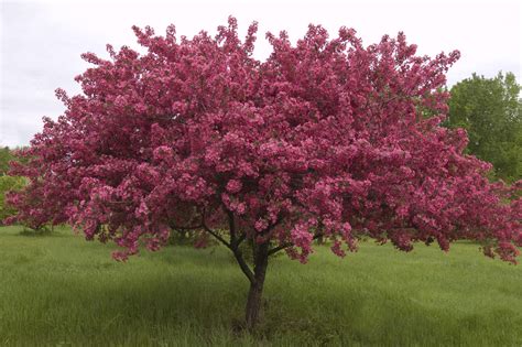 Prairiefire Flowering Crabapple Tree P