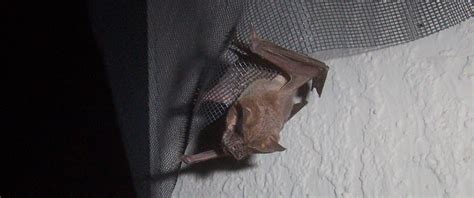 There isn't any best product; Attic Animal Pest Arlington, Wildlife Control in Virginia