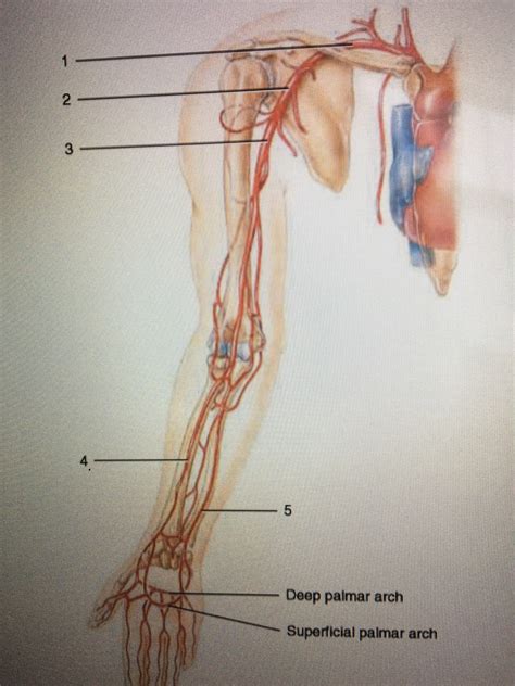 Figure 303 Arteries Supplying The Upper Extremities Diagram Quizlet
